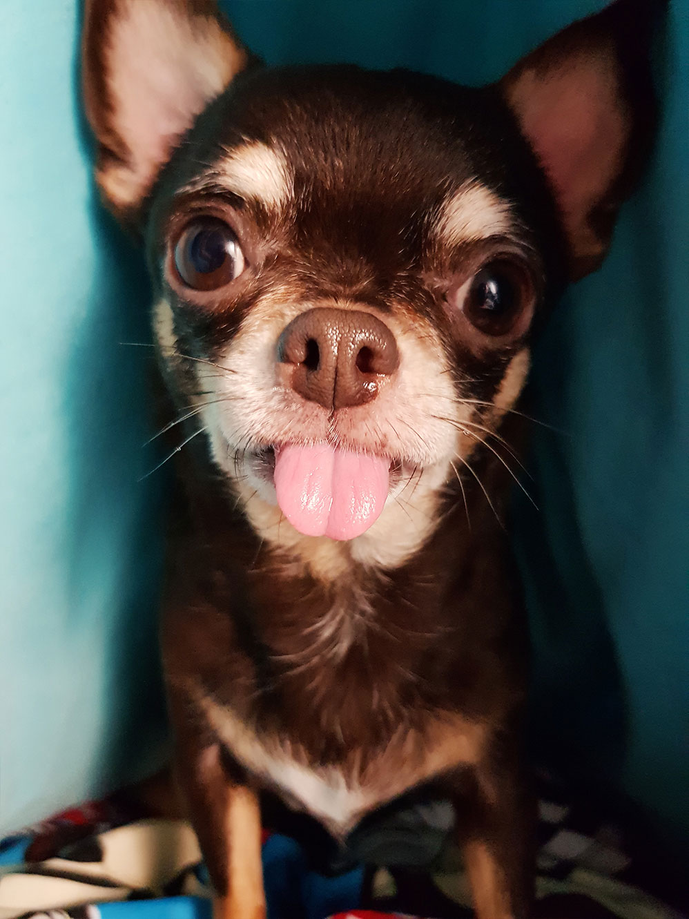 Marcold Chihuahua